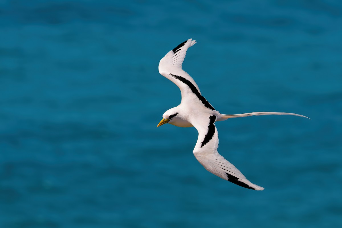 White-tailed Tropicbird - ML645655412
