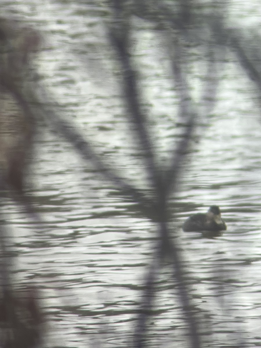 American Black Duck - ML645655436