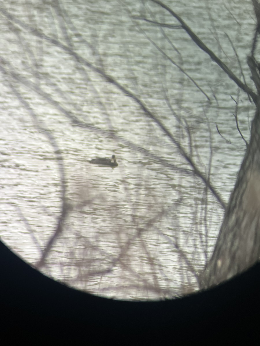 American Black Duck - ML645655437