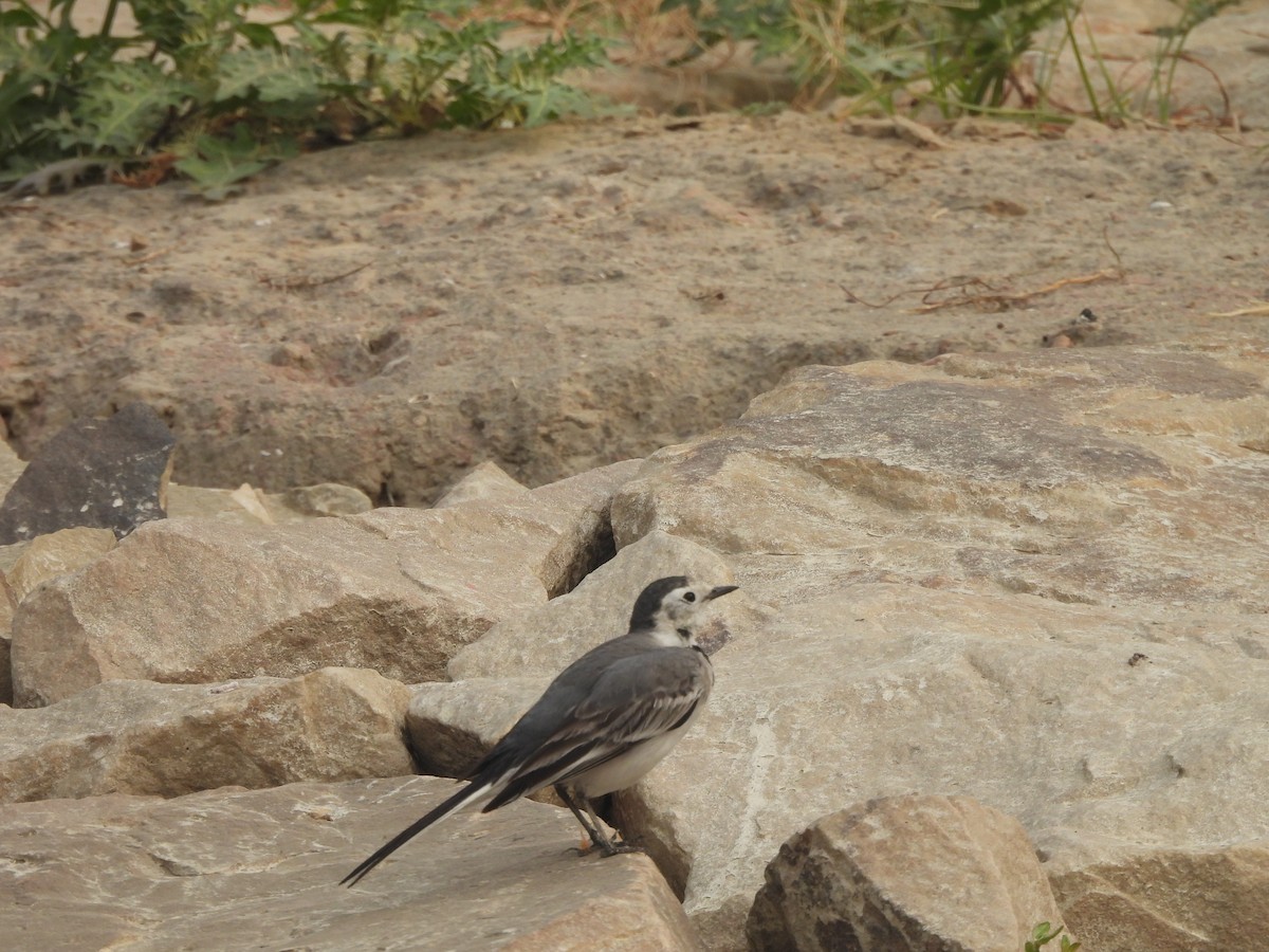 White Wagtail - ML645655438