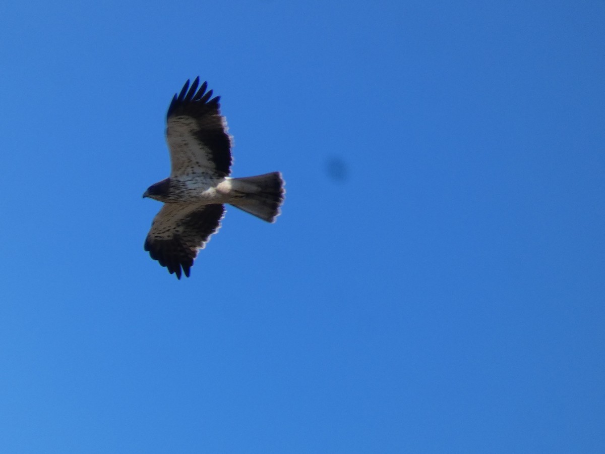 Booted Eagle - ML645655444