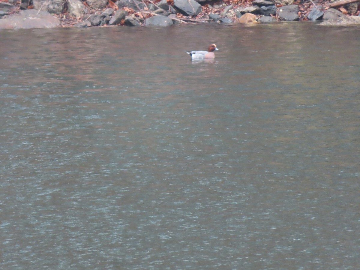 Eurasian Wigeon - ML645655455