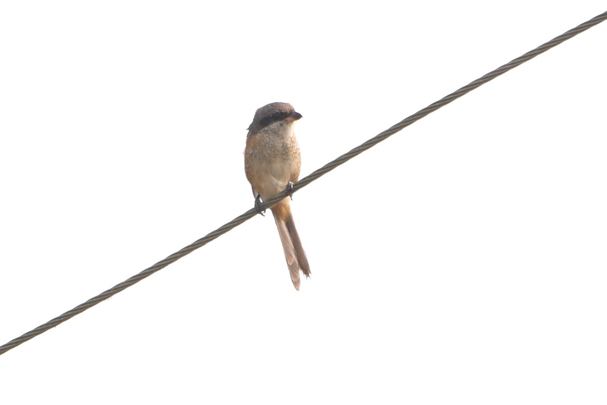 Pie-grièche brune (lucionensis) - ML645655456