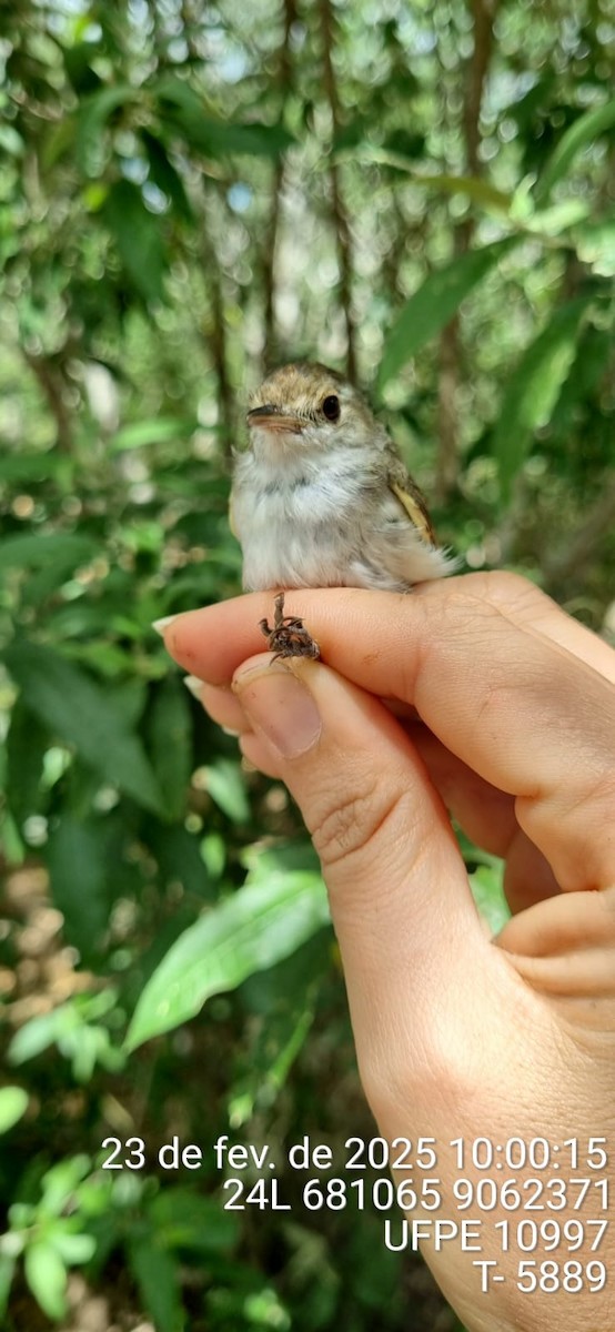Fulvous-crowned Scrub-Tyrant - ML645655468