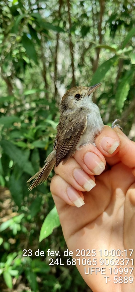 Fulvous-crowned Scrub-Tyrant - ML645655469