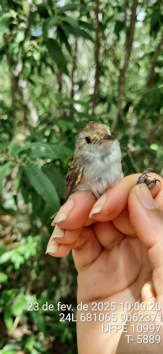 Fulvous-crowned Scrub-Tyrant - ML645655470