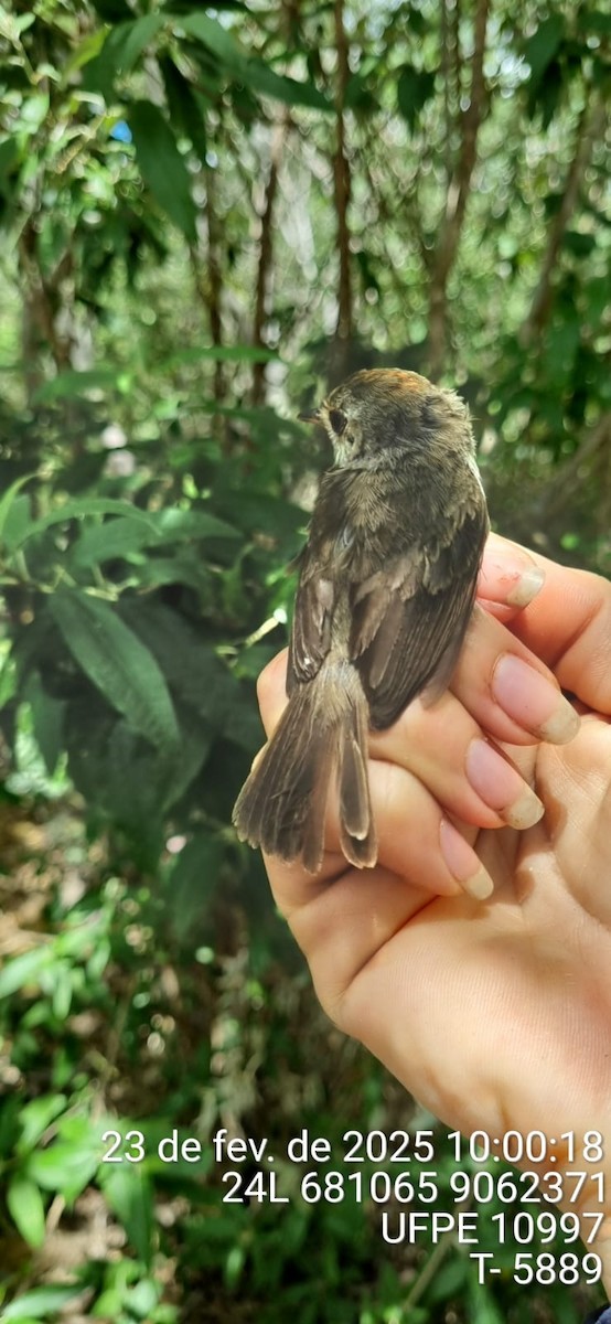 Fulvous-crowned Scrub-Tyrant - ML645655471