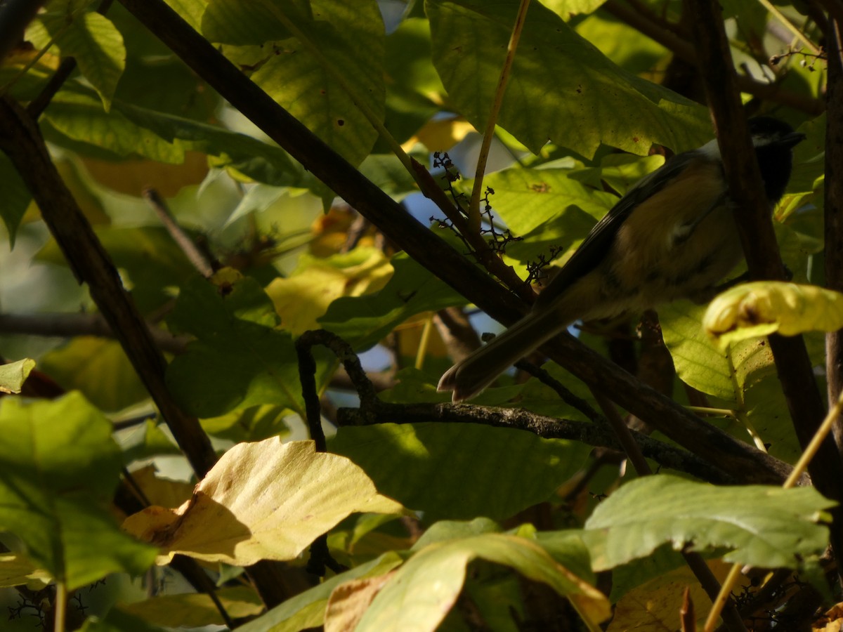 Mésange à tête noire - ML645655474