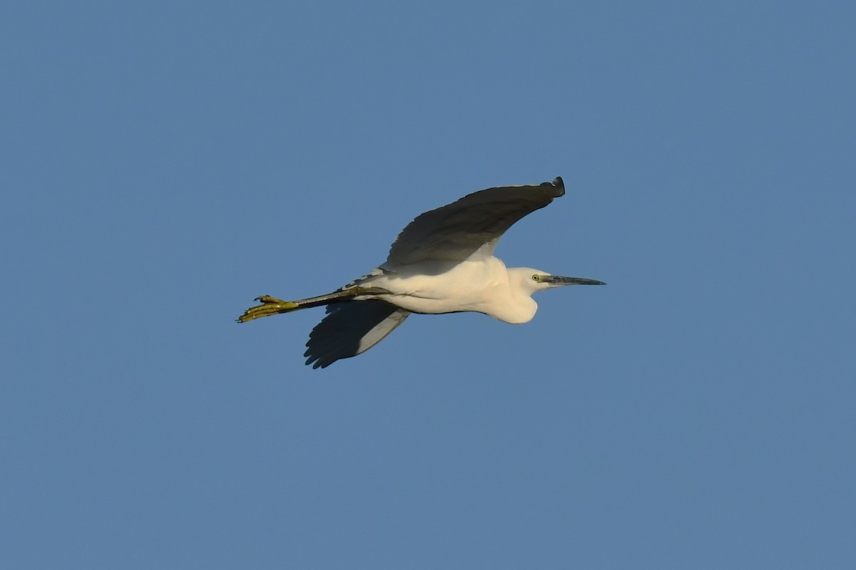 Little Egret - ML645655504