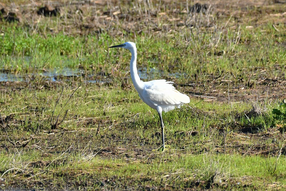 Little Egret - ML645655505