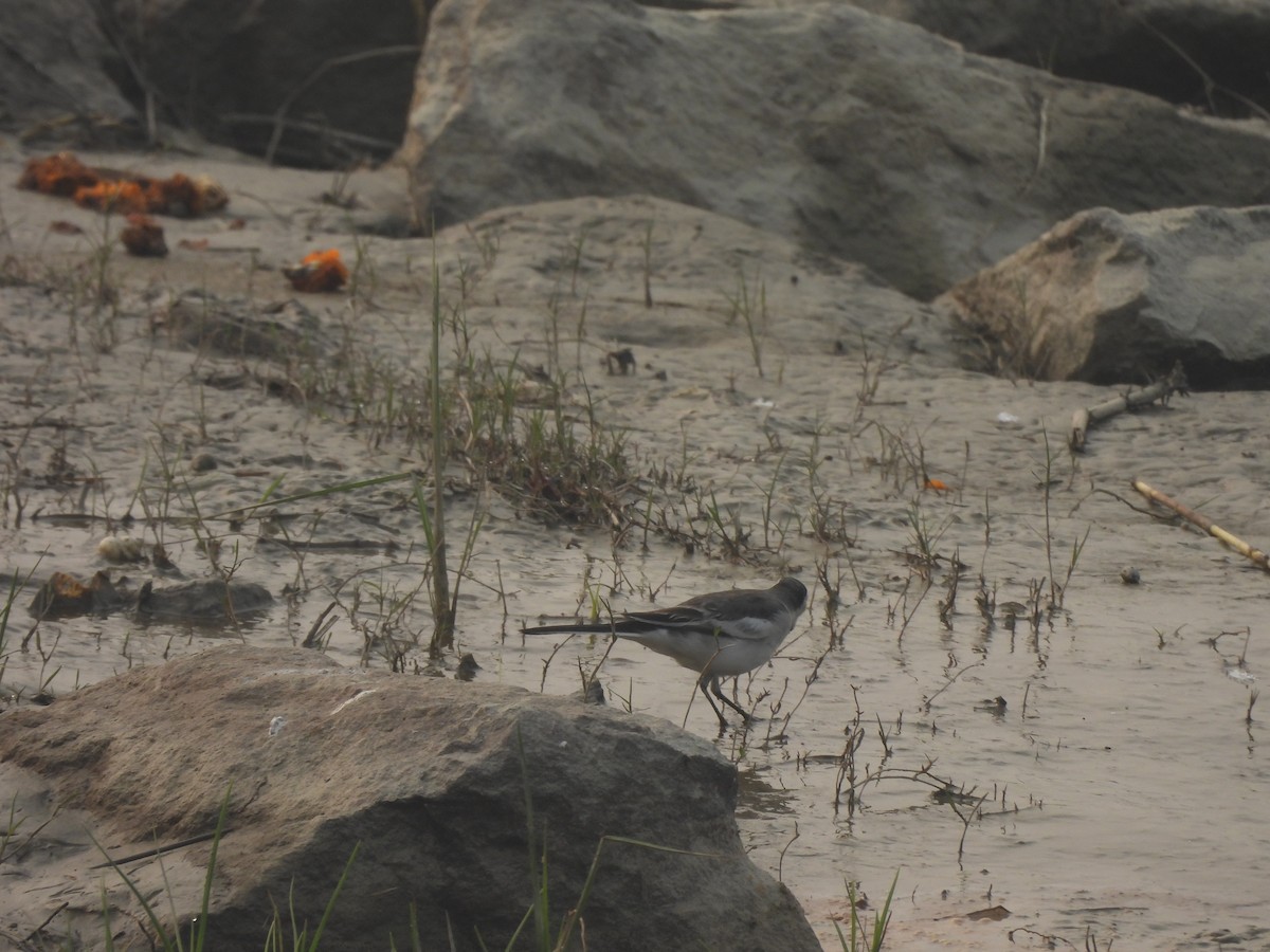 White Wagtail - ML645655508