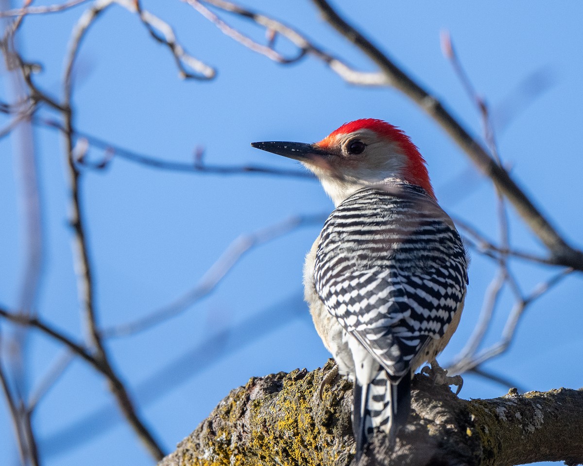 Red-bellied Woodpecker - ML645655514