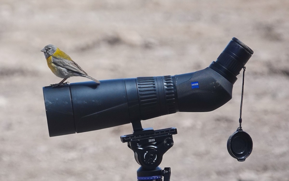 Gray-hooded Sierra Finch - ML645655518