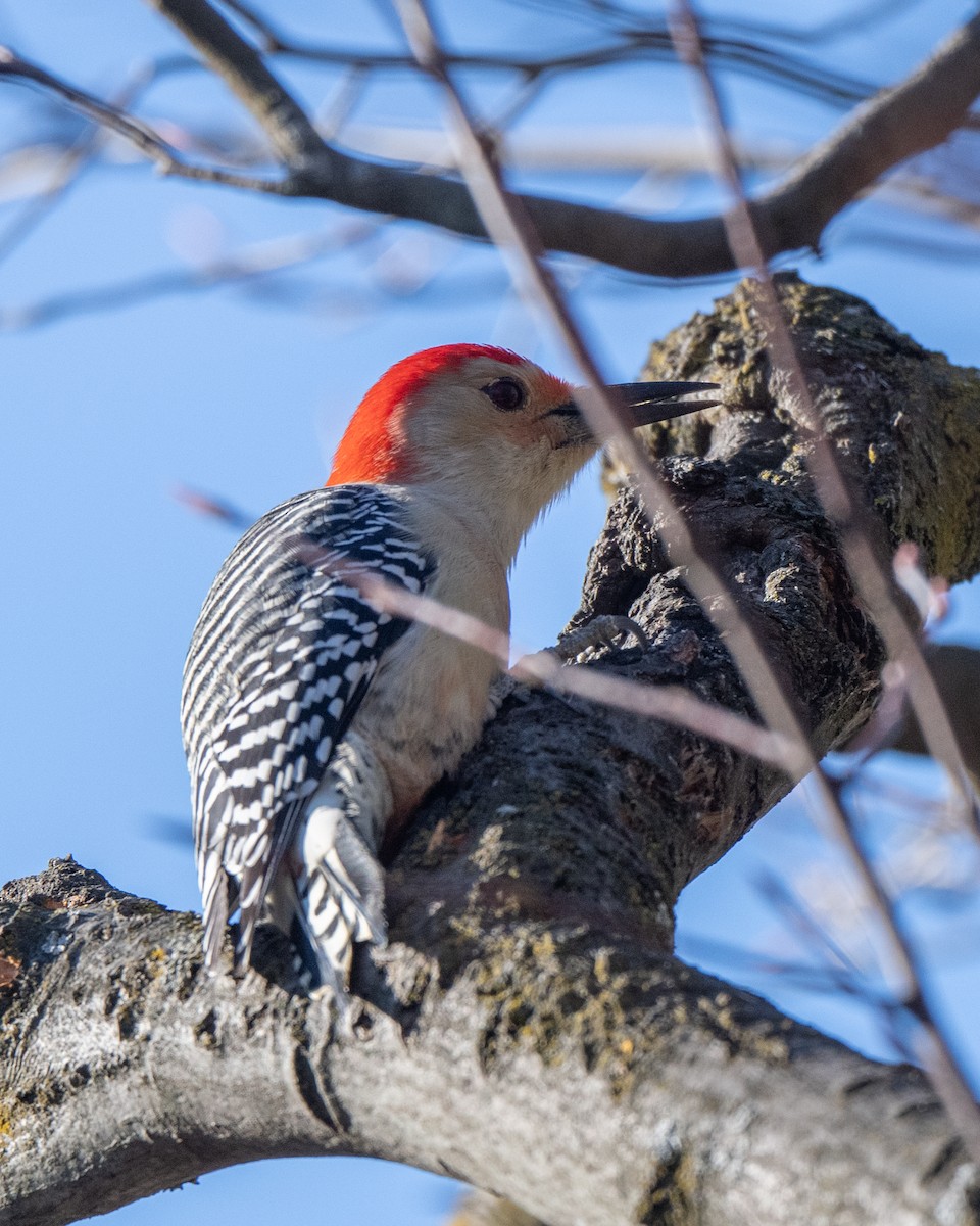 Red-bellied Woodpecker - ML645655519