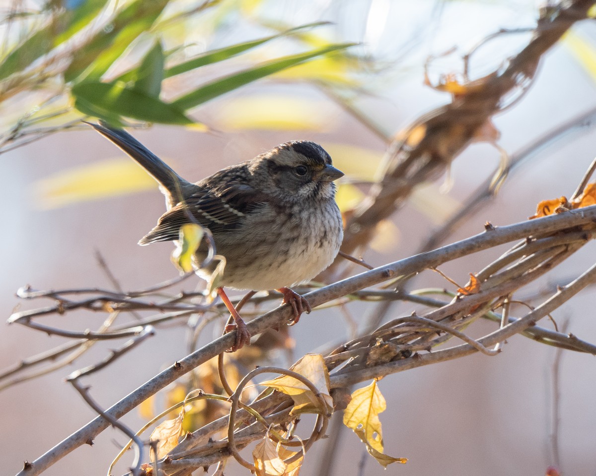 White-throated Sparrow - ML645655543