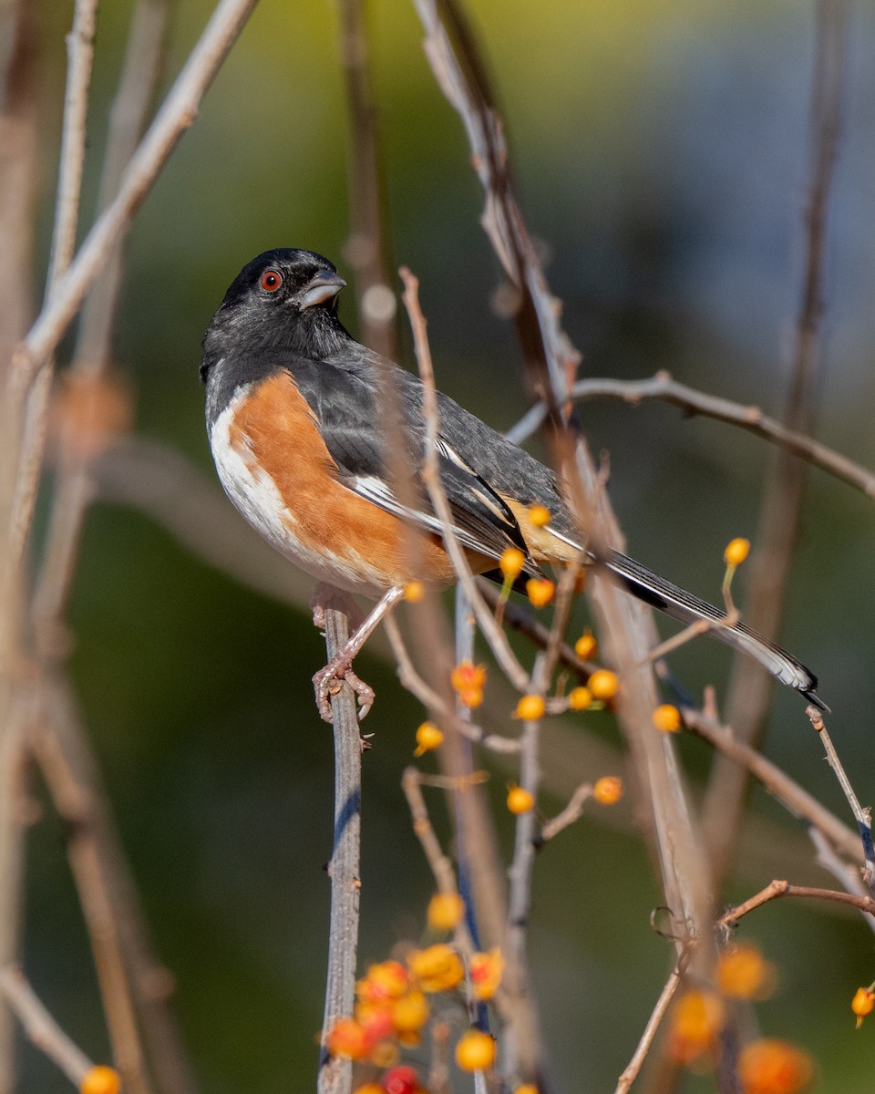 Eastern Towhee - ML645655547