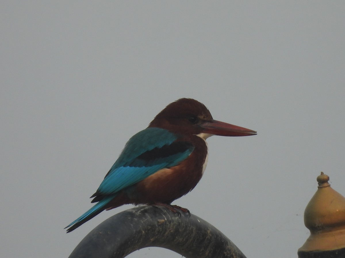 White-throated Kingfisher - ML645655554