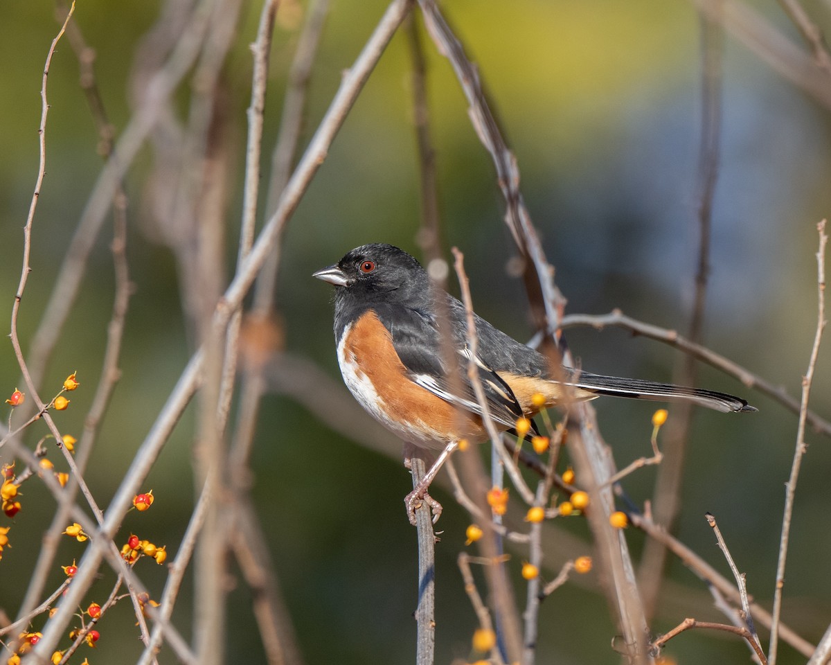 Eastern Towhee - ML645655556