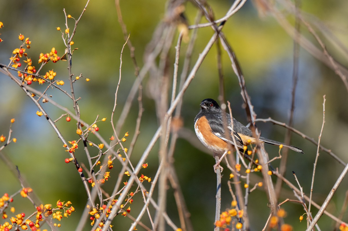 Eastern Towhee - ML645655564