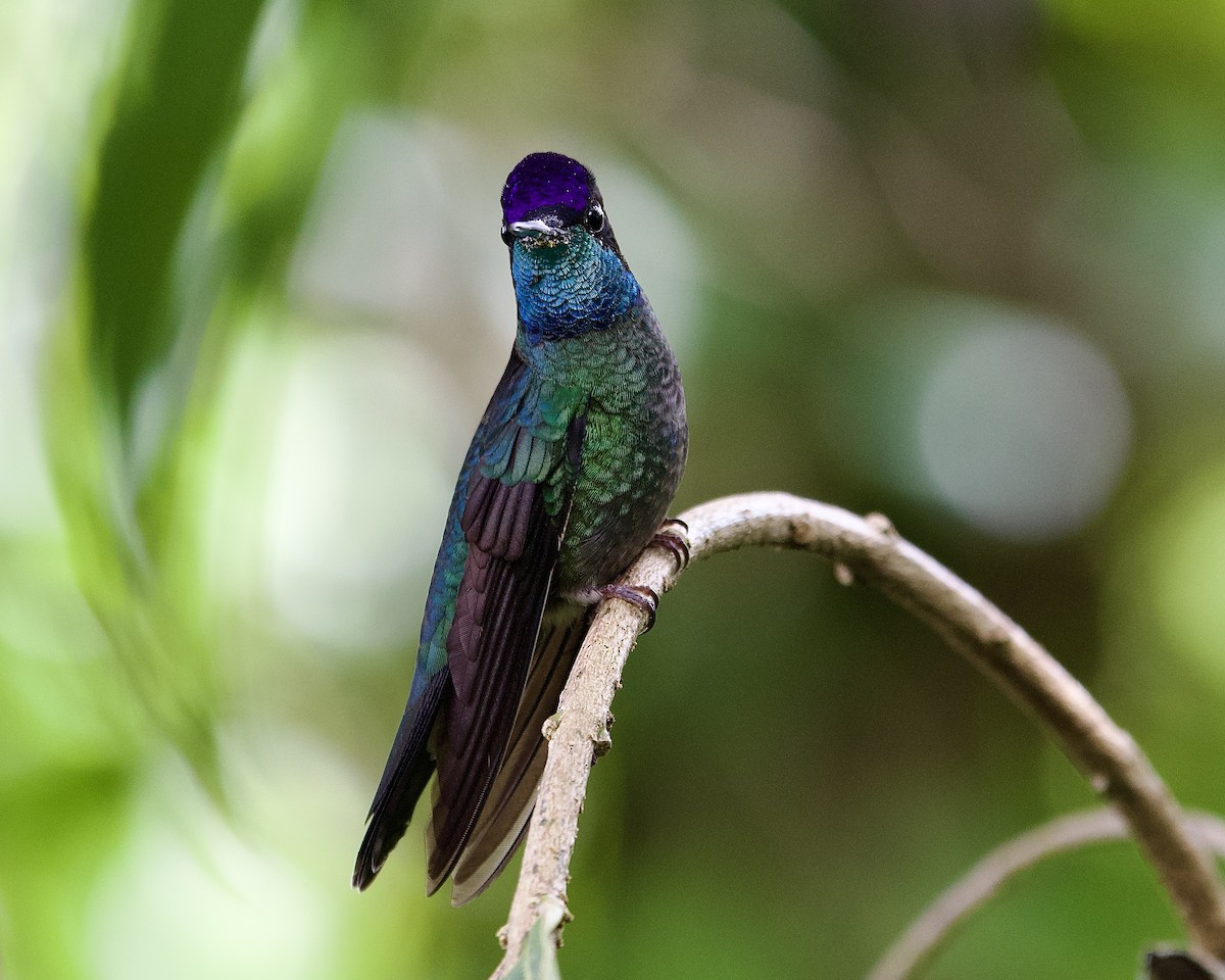 Talamanca Hummingbird - ML645655570