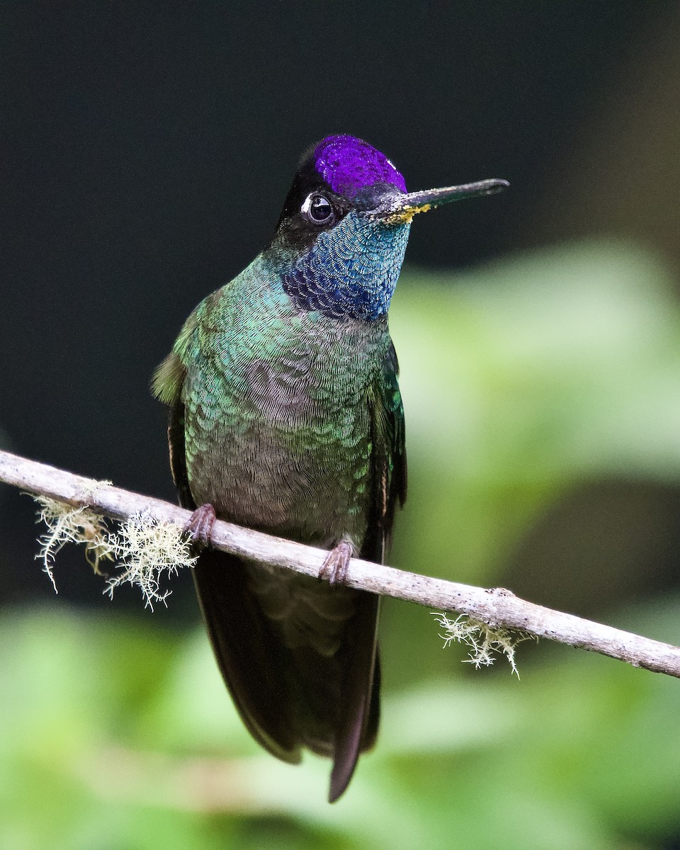 Talamanca Hummingbird - ML645655571