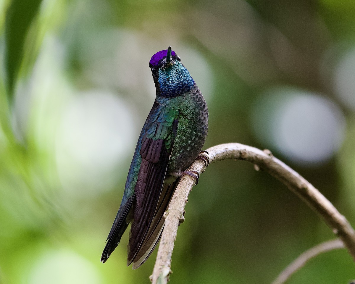 Talamanca Hummingbird - ML645655572