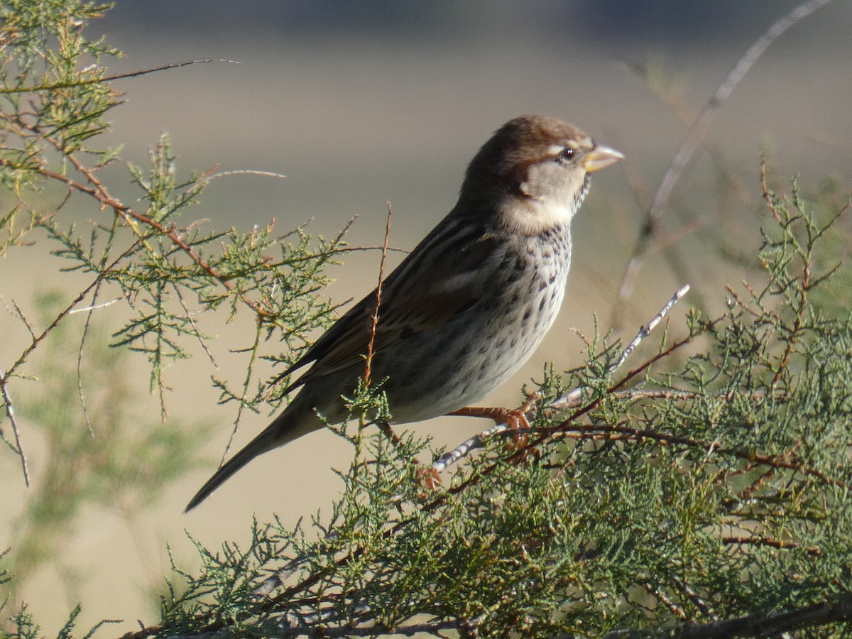 Spanish Sparrow - ML645655573
