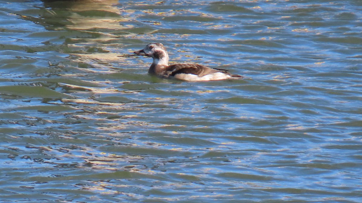 hoholka lední - ML645655575