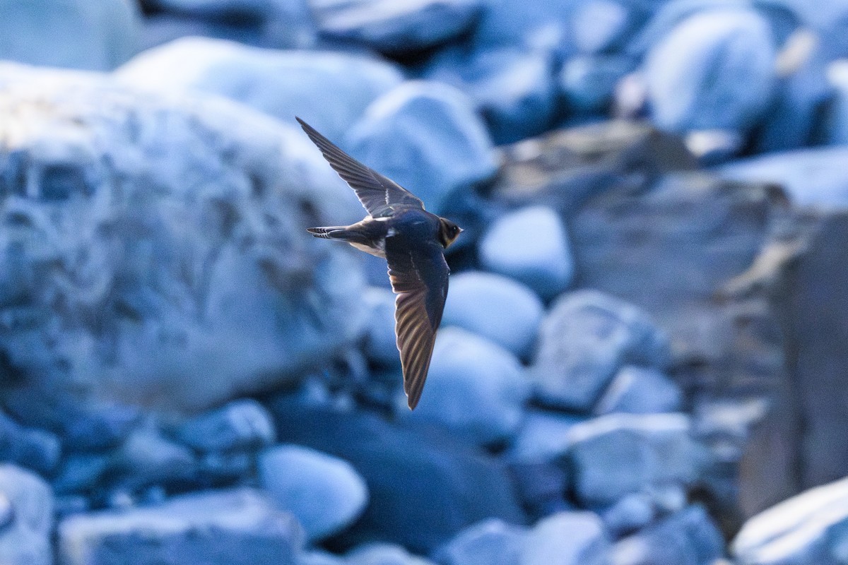 Barn Swallow - ML645655576