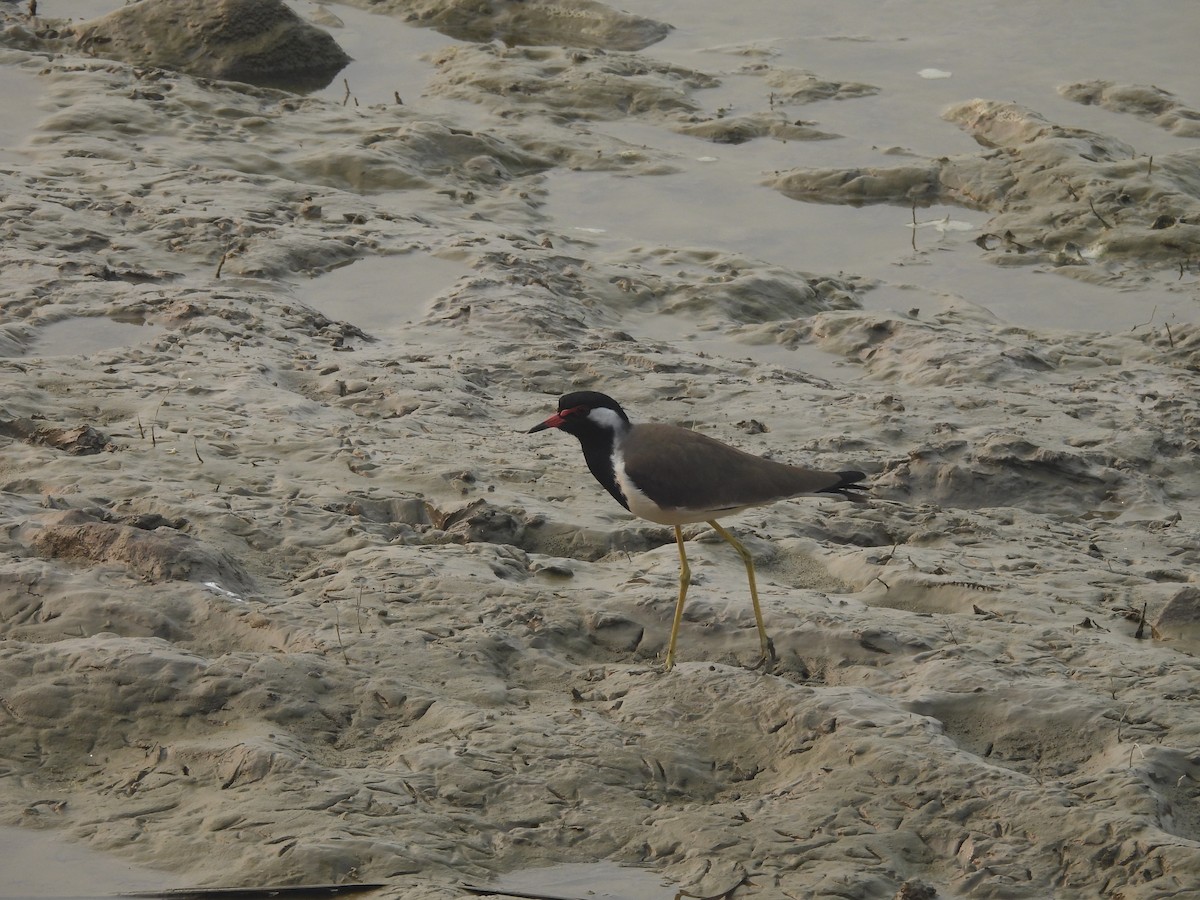 Red-wattled Lapwing - ML645655578