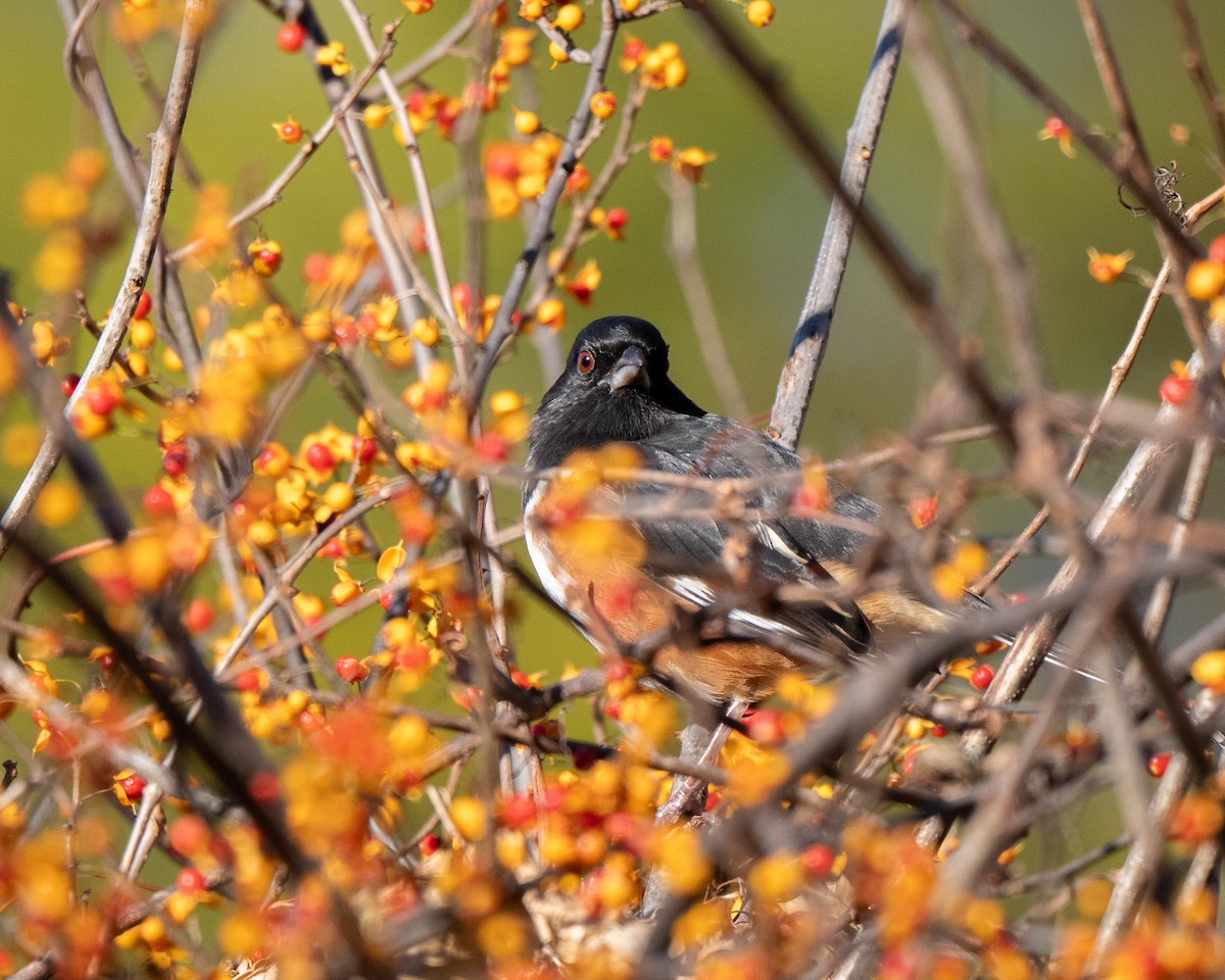 Eastern Towhee - ML645655579