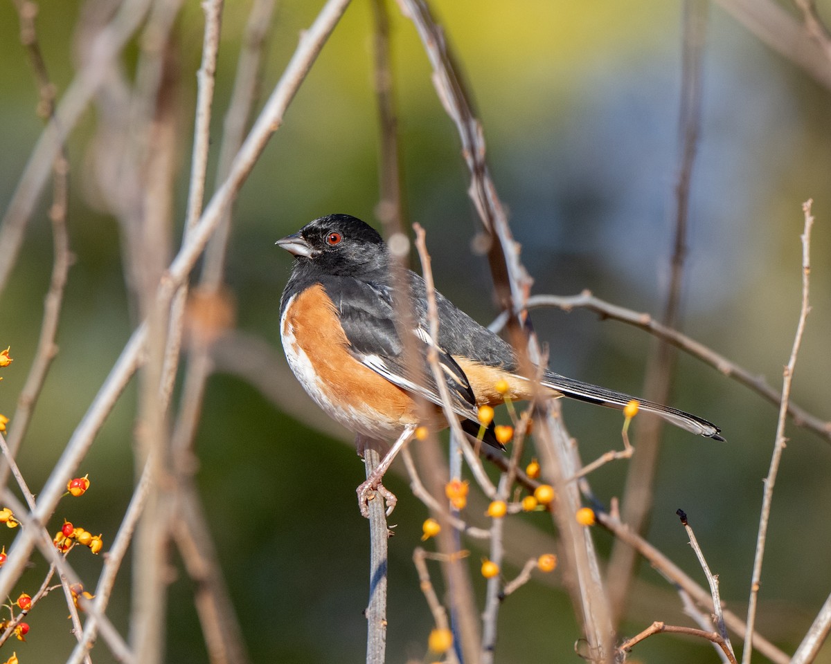 Eastern Towhee - ML645655580