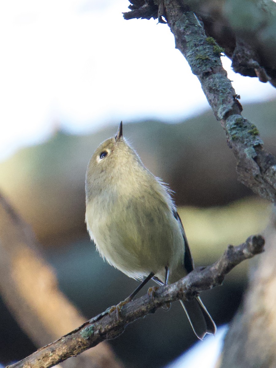 Ruby-crowned Kinglet - ML645655582