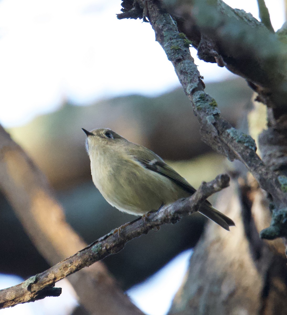 Ruby-crowned Kinglet - ML645655583