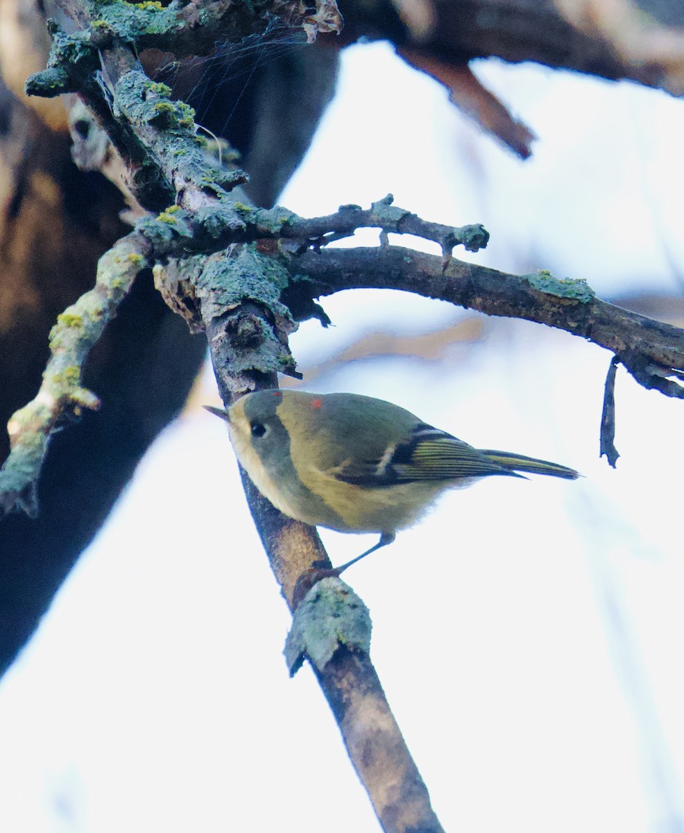 Ruby-crowned Kinglet - ML645655584