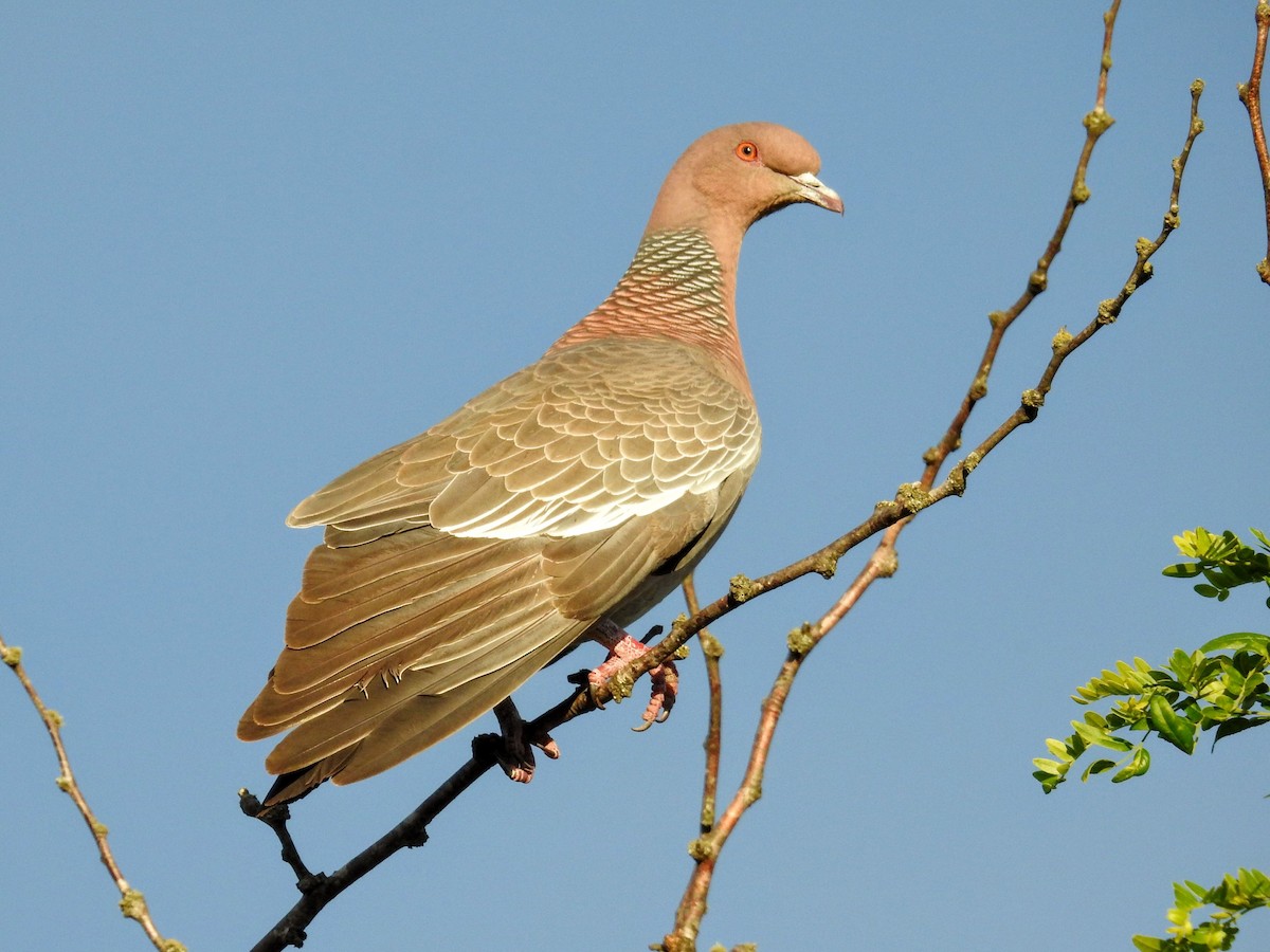 Paloma Picazuró - ML645655586