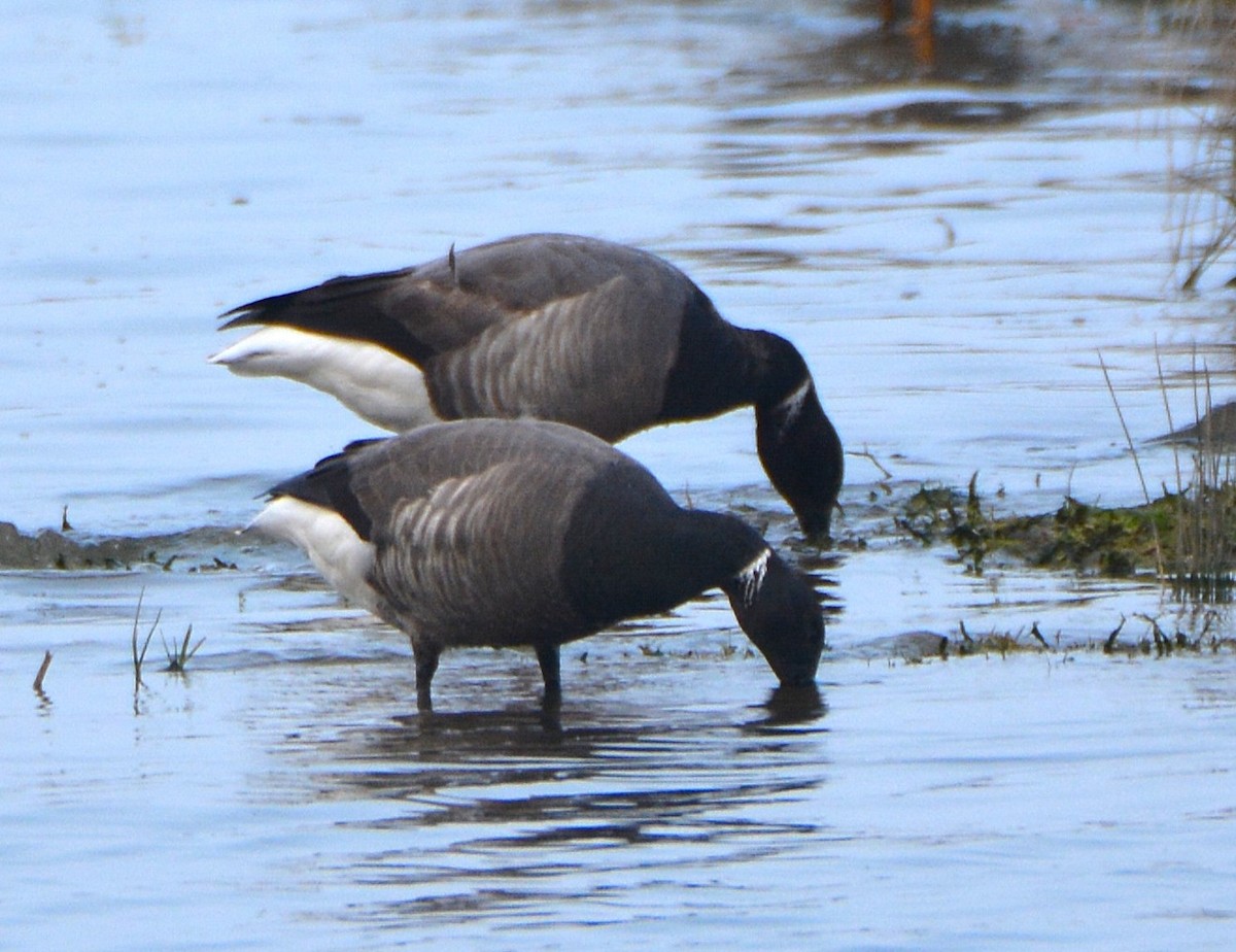 Brant - ML645655588
