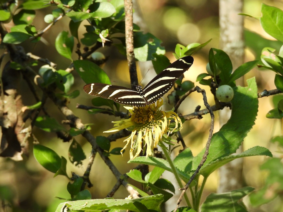 Animals - ML645655591