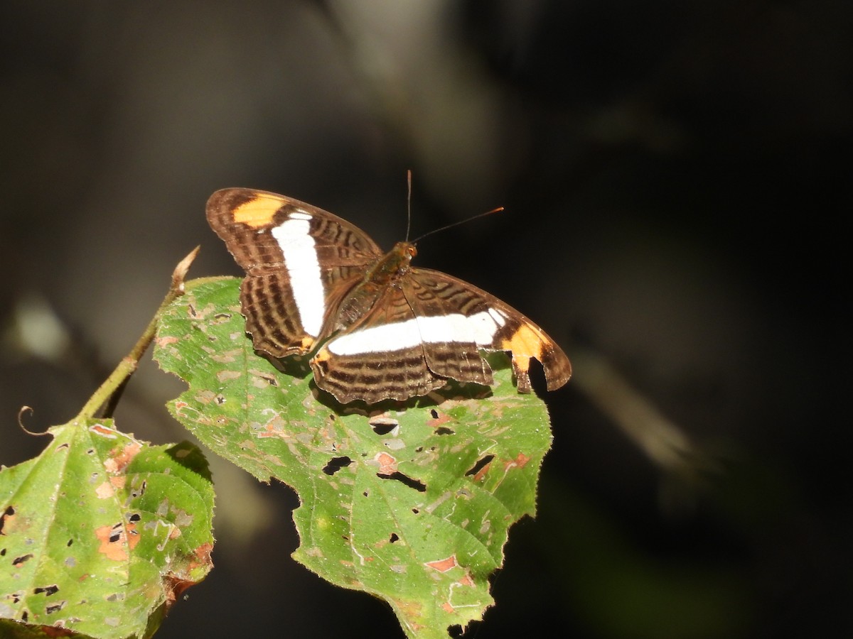 Animals - ML645655592