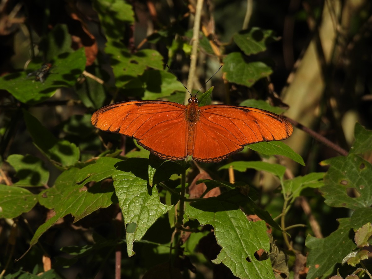 Animals - ML645655593