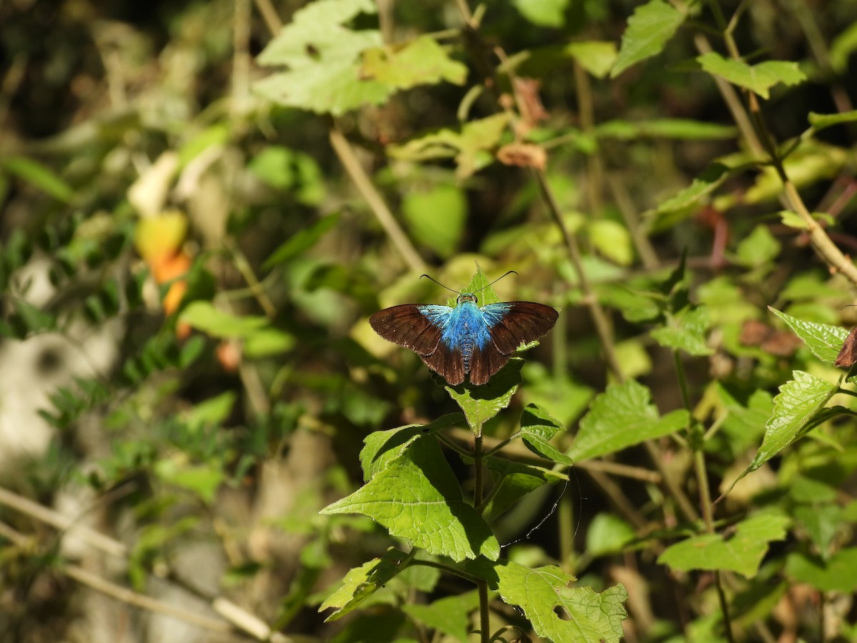 Animals - ML645655594