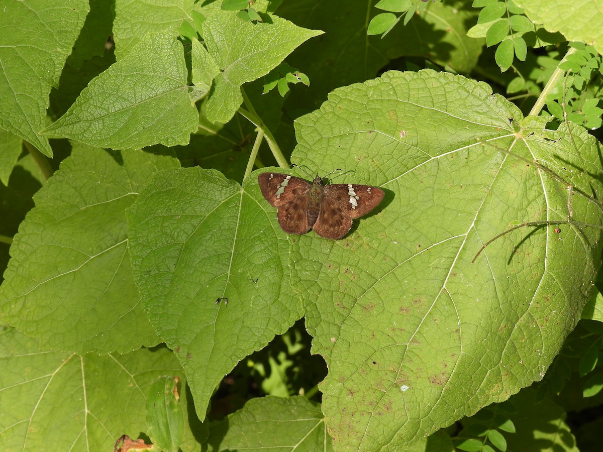 Animals - ML645655595