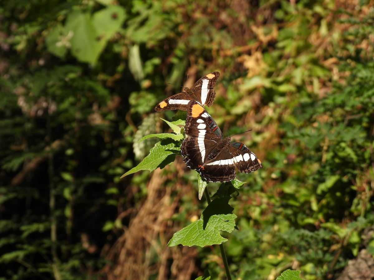 Animals - ML645655596