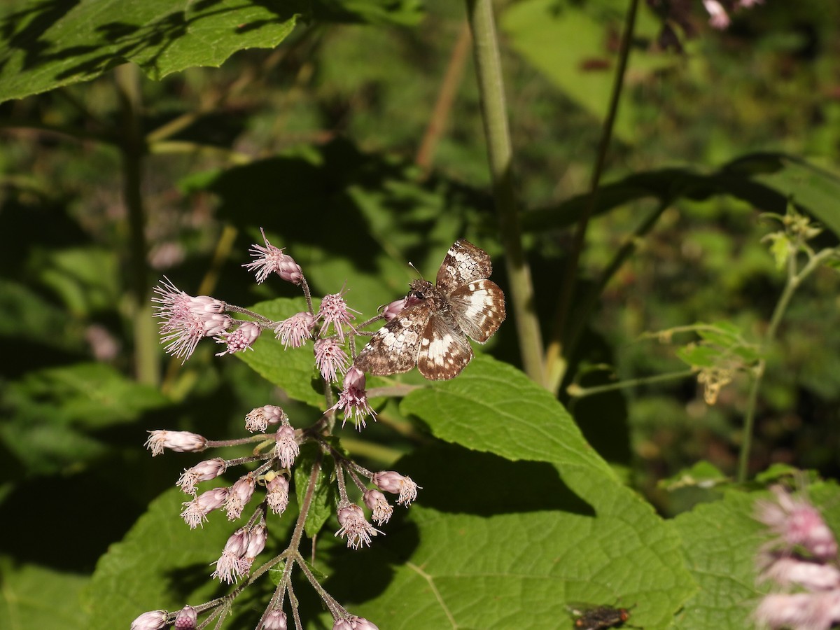 Animals - ML645655597