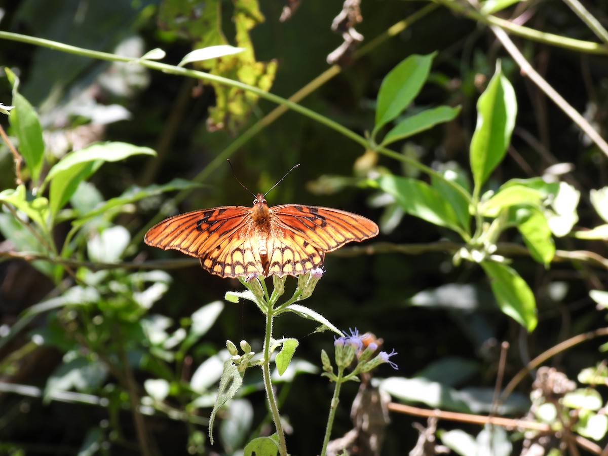 Animals - ML645655598