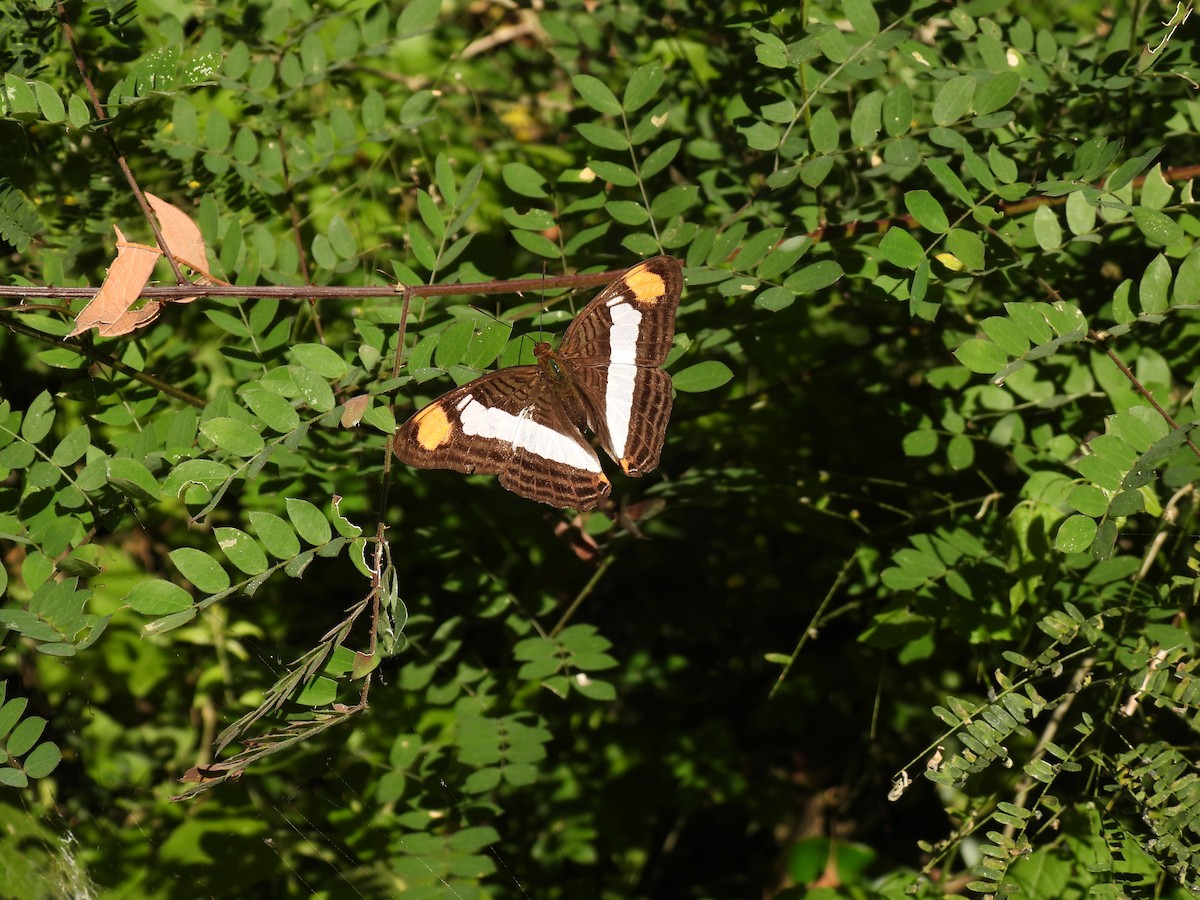 Animals - ML645655599