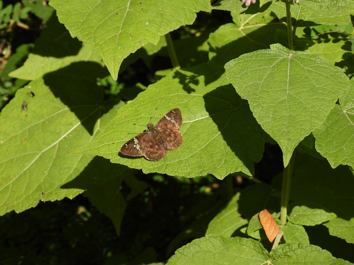 Animals - ML645655600