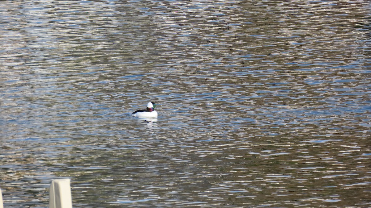 hohol bělavý - ML645655609