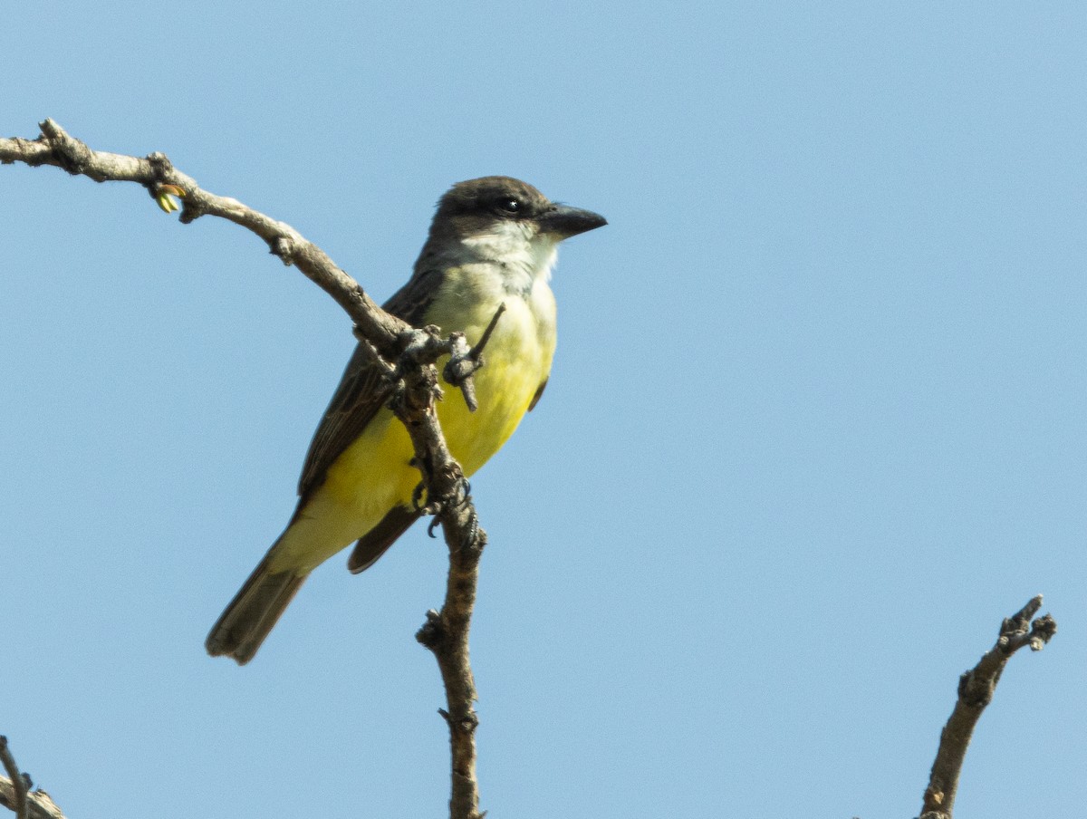Thick-billed Kingbird - ML645655610