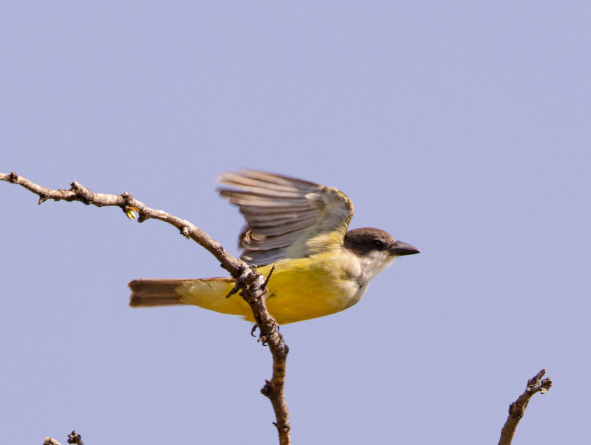 Thick-billed Kingbird - ML645655619